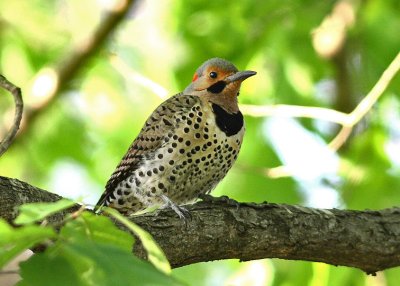 Northern Flicker
