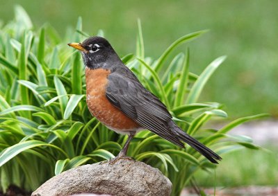 American Robin