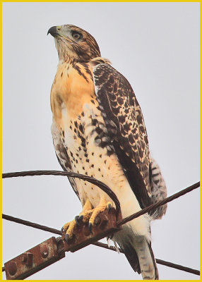 Red Tailed Hawk Juvenile