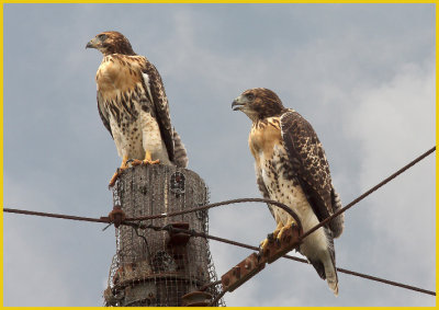Red Tailed Hawk Juveniles