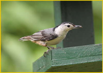 White Breasted Nuthatch