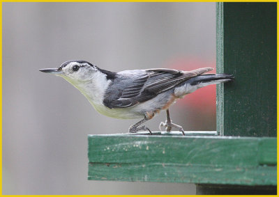 White Breasted Nuthatch