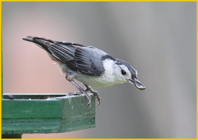 White Breasted Nuthatch