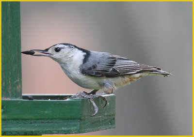 White Breasted Nuthatch