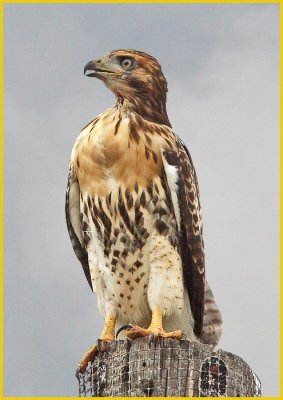 Red Tailed Hawk Juvenile