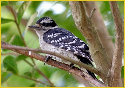 Downy Woodpecker - Immature