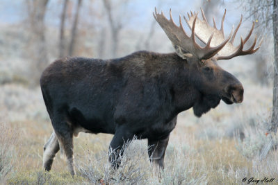 Bull Moose 2.jpg
