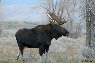 Bull Moose 3.jpg