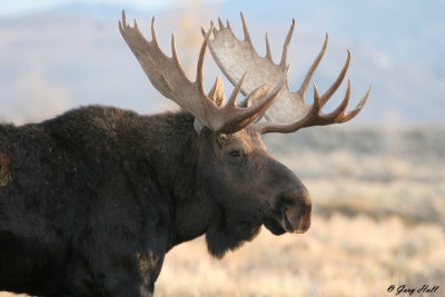 Bull Moose 4.jpg