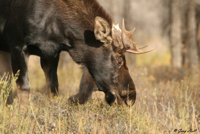 Bull Moose 5.jpg