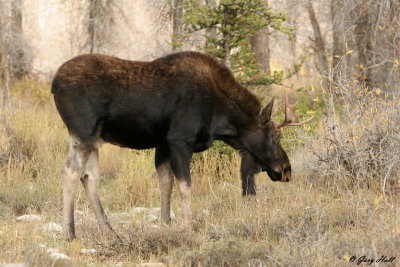 Bull Moose 6.jpg