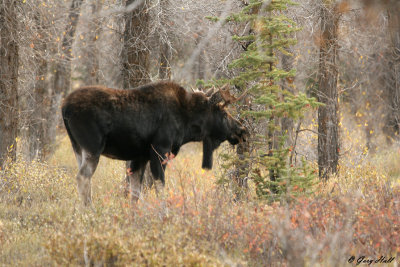 Bull Moose 7.jpg