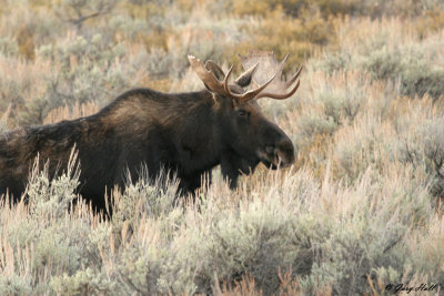 Bull Moose 8.jpg