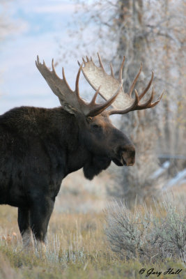 Bull Moose 9.jpg