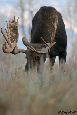 Bull Moose 10.jpg