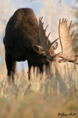 Bull Moose 11.jpg