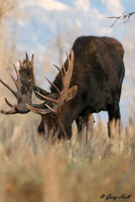 Bull Moose 12.jpg
