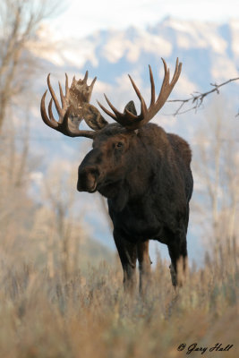 Bull Moose 13.jpg