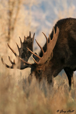 Bull Moose 14.jpg