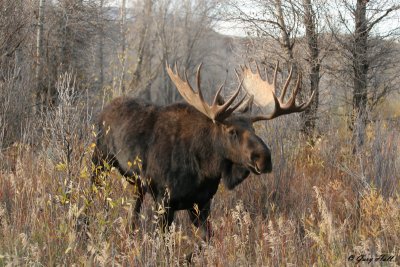 Bull Moose 17.jpg