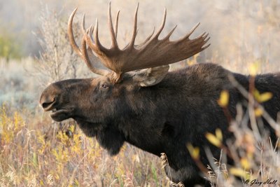 Bull Moose 18.jpg