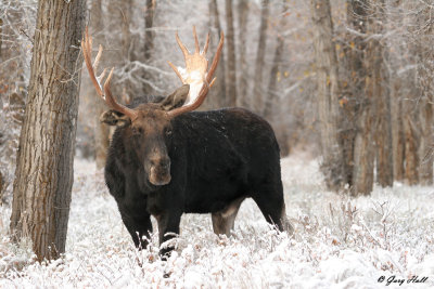 Bull Moose 20.jpg