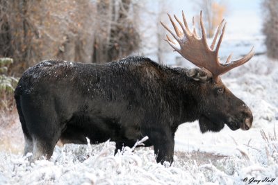Bull Moose 22.jpg