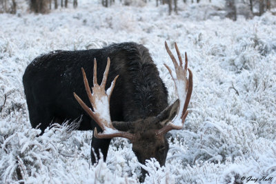 Bull Moose 23.jpg