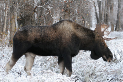 Bull Moose 24.jpg