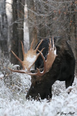 Bull Moose 25.jpg