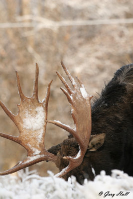 Bull Moose 33.jpg