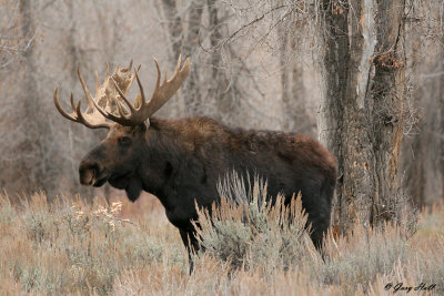 Bull Moose 40.jpg