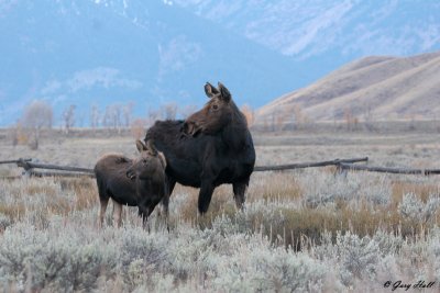 Cow and Calf.jpg