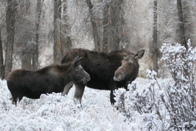 Cow and Calf 4.jpg