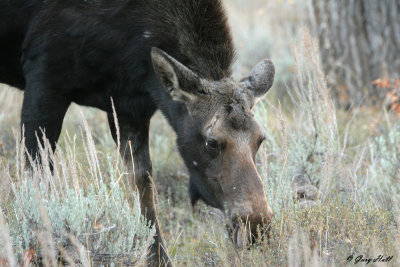 Cow Moose 2.jpg