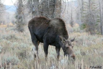 Cow Moose 4.jpg
