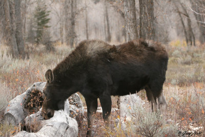 Cow Moose 9.jpg