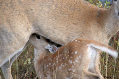 Nursing Fawn.jpg