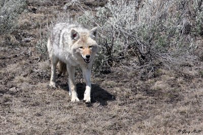 Coyote 3.jpg