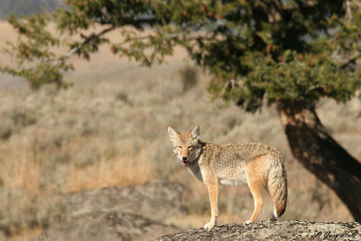 Coyote 6.jpg