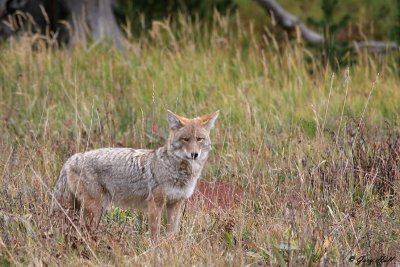 Coyote 7.jpg