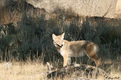 Coyote 8.jpg