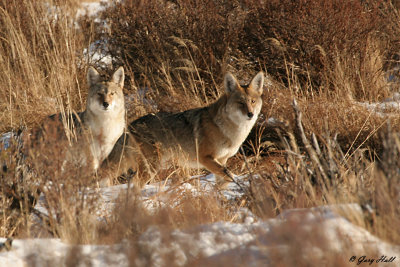 Coyote Pair.jpg