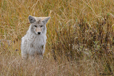 Coyote Pup.jpg