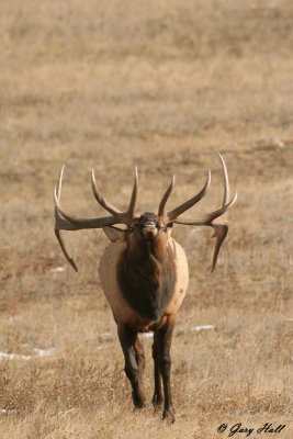 Aggressive Bull Elk - Rocky Mountain National Park.jpg