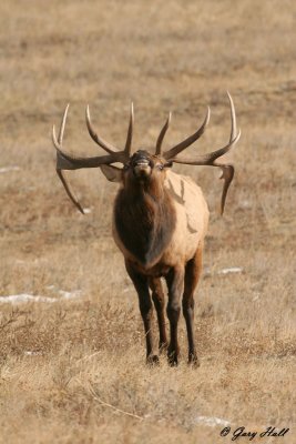 Aggressive Bull Elk - Rocky Mountain National Park 2.jpg