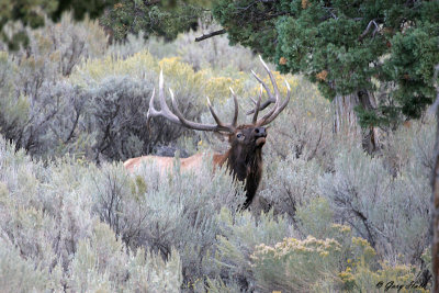 Bugling Bull Elk - Fall Colour - Yellowstone.jpg