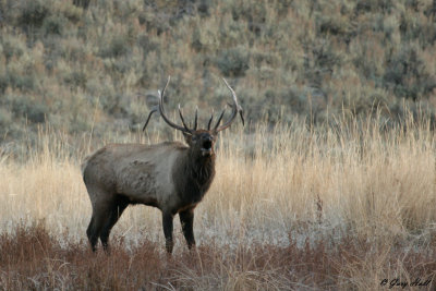 Bugling Bull Elk - Yellowstone.jpg