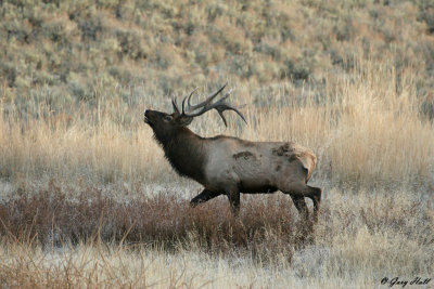 Bugling Bull Elk - Yellowstone 2.jpg