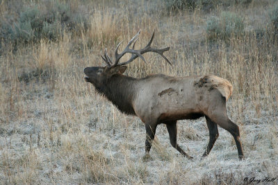 Bugling Bull Elk - Yellowstone 3.jpg